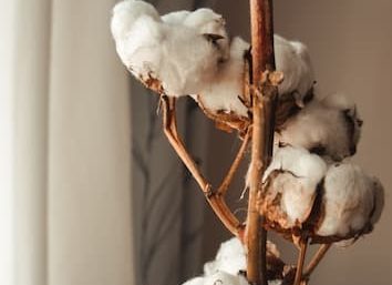 How is Organic Cotton Different from Conventional Cotton? – ecoLinen