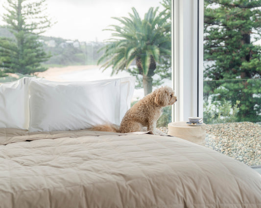 Spring Cleaning Tips to Tackle Allergies: Why ecolinen’s Waterproof Mattress and Pillow Protectors are Your New Best Friends
