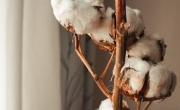 organic cotton boll on cotton branch